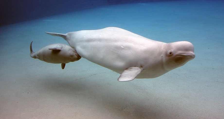 Las crías de los cetáceos, como esta beluga, descansan a la estela de sus madres mientras nadan. Christopher Meder © Shutterstock