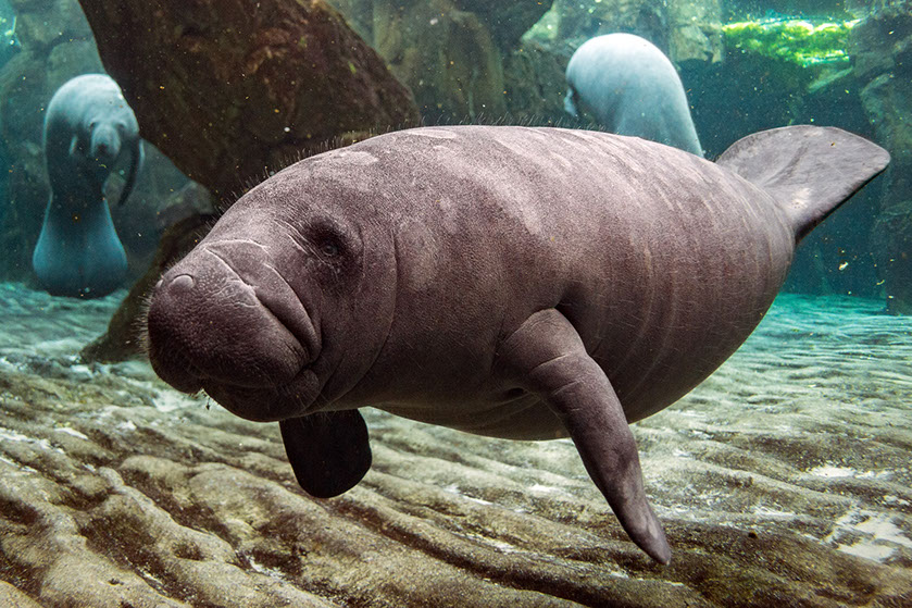 Manatíes nadando en un acuario. Andrea Izzotti © Shutterstock.