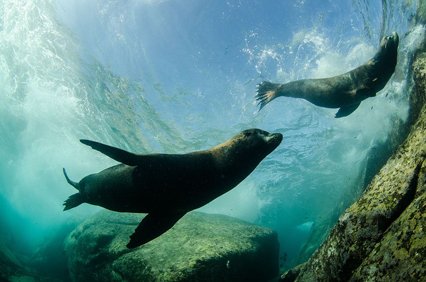 Dos ejemplares de león marino de California. Leonardo González © Shutterstock.