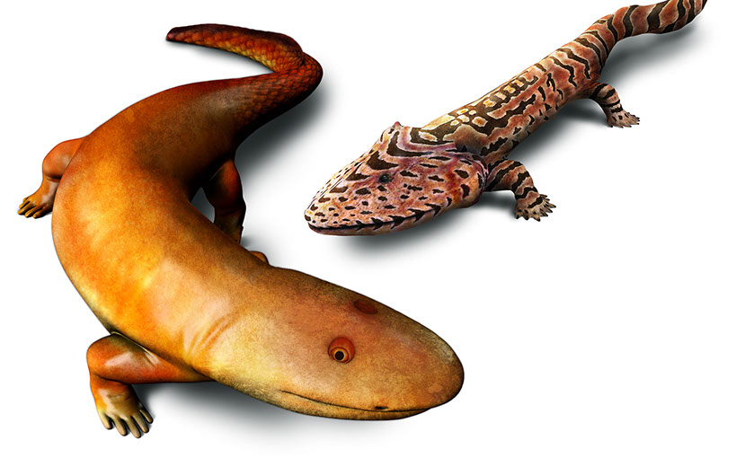 Los Acanthostega (izq.) y los Ichthyostega (der.) son algunos de los anfibios más primitivos que se conocen.