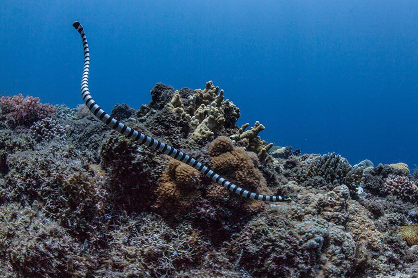 Las serpientes del género Laticauda o kraits marinas son las que conservan más características de sus antepasados terrestres. Paul Cowell © Shutterstock.