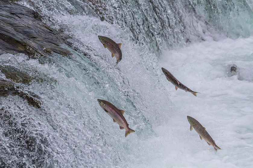 Un grupo de salmones intenta remontar unos rápidos en el Parque Nacional de Katmai, Alaska. Sekar B © Shutterstock.