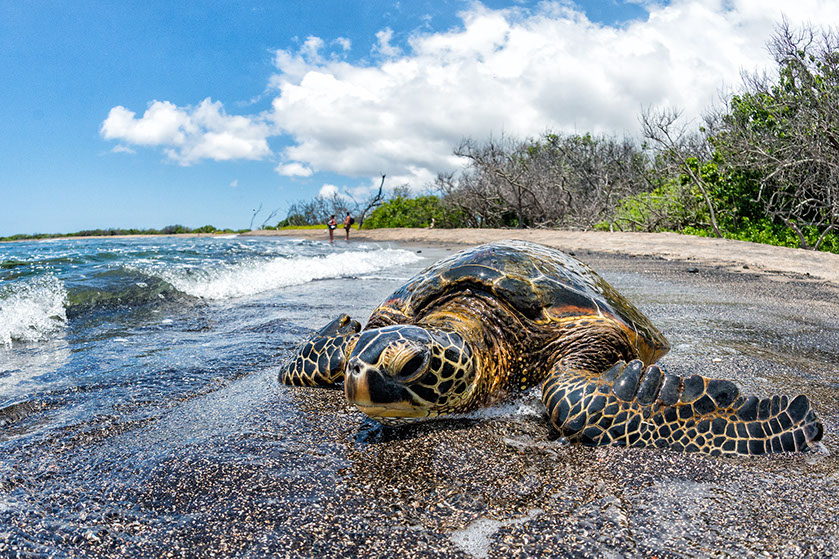 A diferencia de sus "primas" terrestres, las de mar, como esta tortuga verde, no pueden esconder el cuello dentro del caparazón. A. Izzotti © Shutterstock
