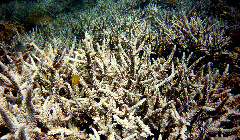 Coral afectado por el blanqueo en el Golfo de Tailandia. © Eco Cafe Phuket/Creative Commons.