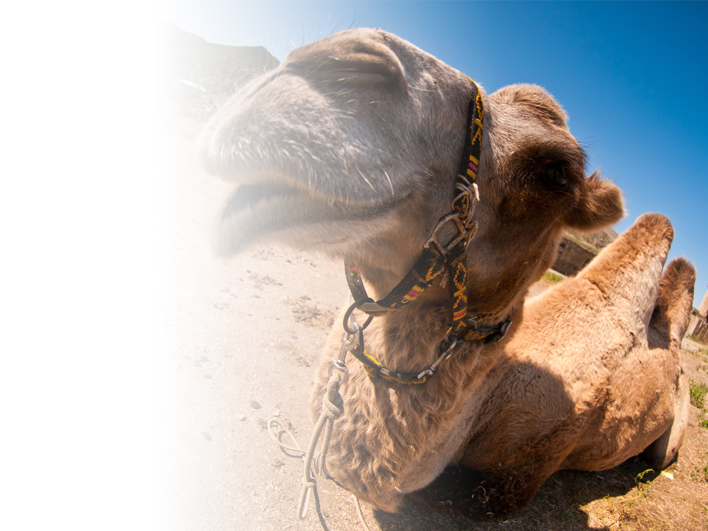 ¿Cuánto le dura el agua a un camello?