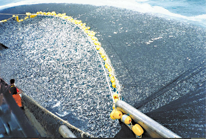 Pesca de jurel en el Océano Pacífico por parte de un buque chileno. © C. Ortiz Rojas/NOAA.