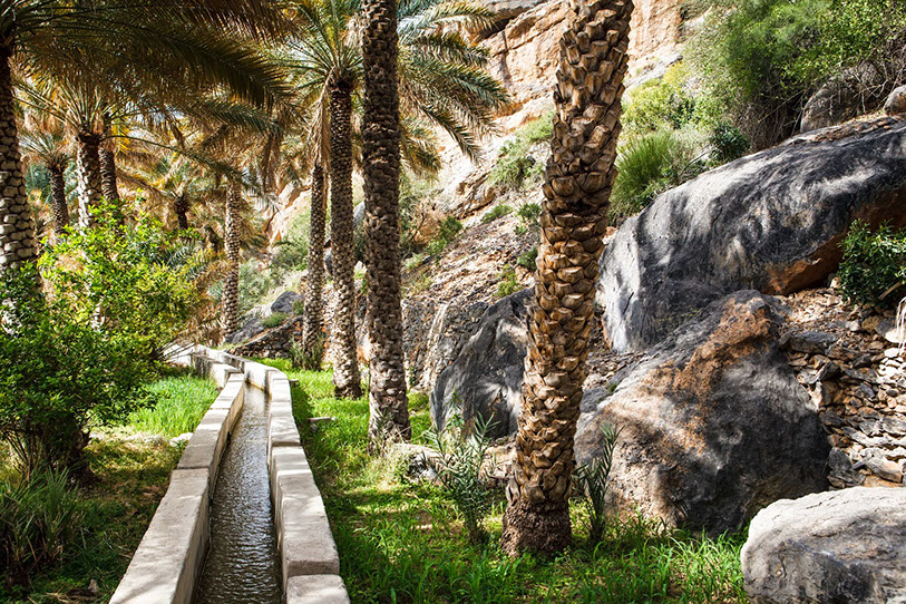 Un falaj discurre entre palmeras en el oasis de Al Abreyeen, en Omán. ChameleonsEye © Shutterstock.