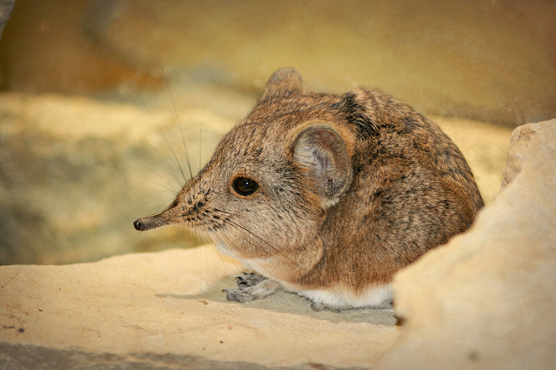 10 especies endémicas de España - Fundación Aquae
