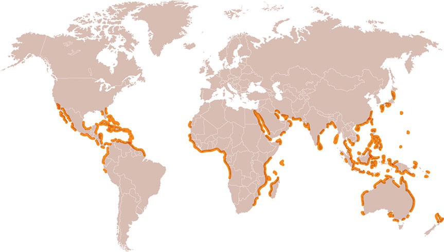 Los manglares están presentes en diferentes áreas costeras de las latitudes tropicales y subtropicales del globo.