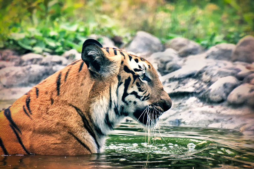 Los manglares de Sundarbans son uno de los últimos reductos del tigre de Bengala. Ruda Narayan Mitra © Shutterstock.