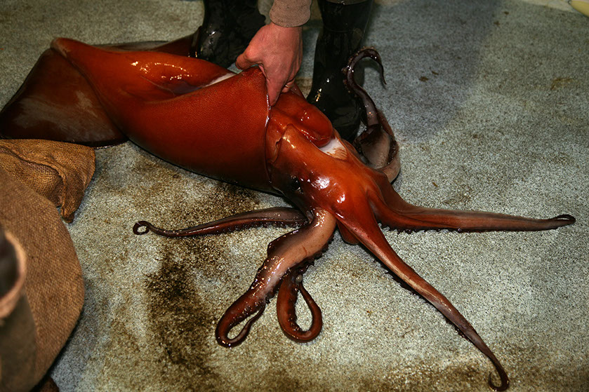 Los calamares gigantes que se capturan no suelen superar los 2 metros de longitud. Mikeledray © Shutterstock.