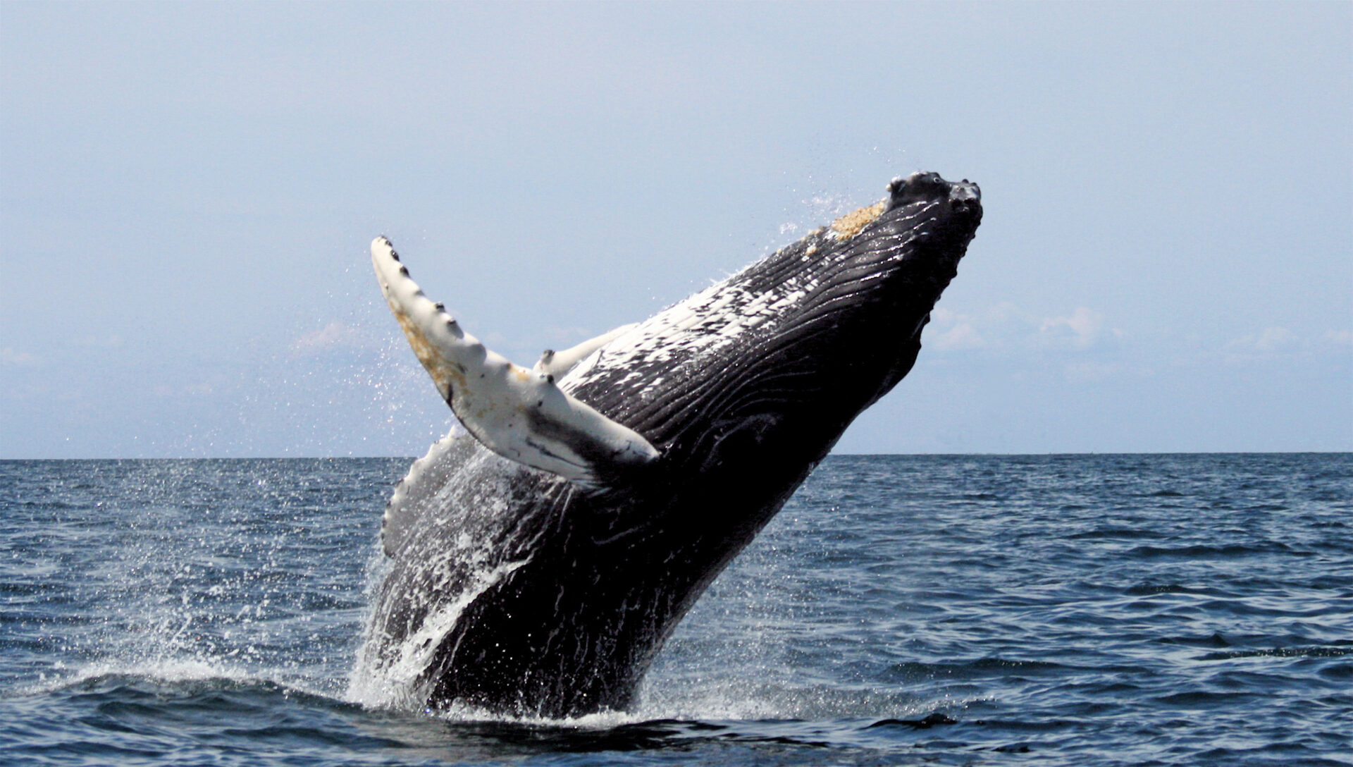 Una ballena jorobada salta fuera del agua.