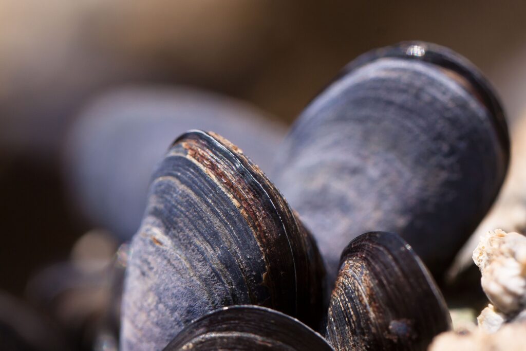La sustancia que emplean los mejillones para adherirse a las rocas marinas ha servido para diseñar nuevos pegamentos de alta fijación. | FOTO: Pixabay