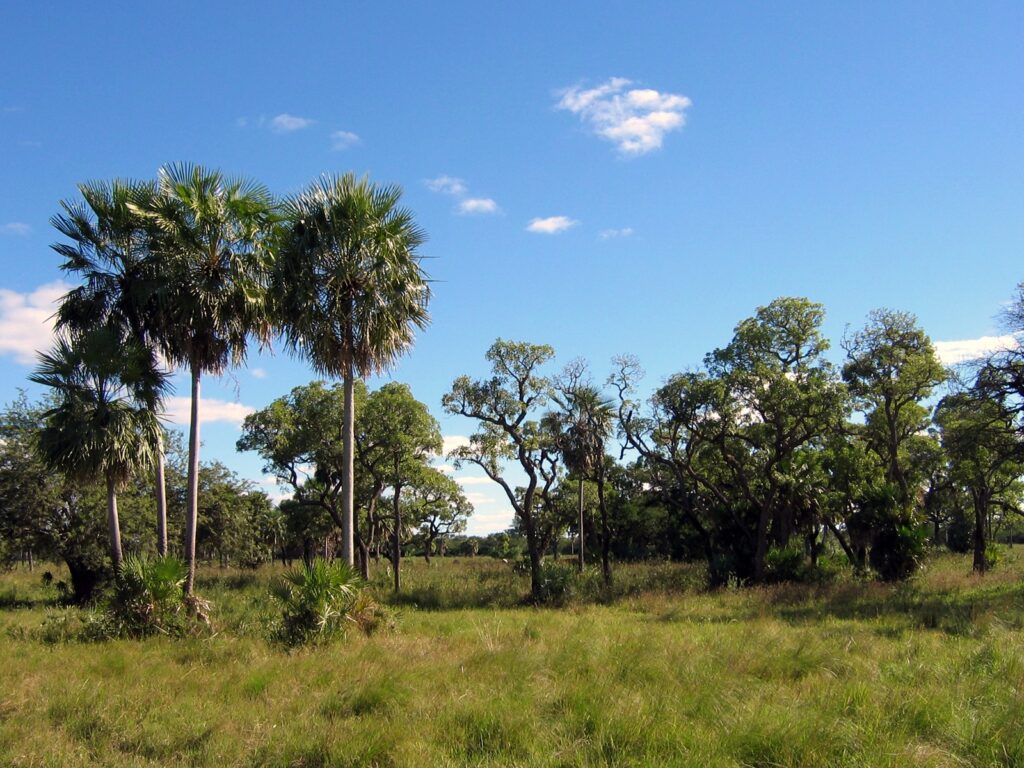 Paisaje del chaco paraguayo. | FOTO: Ilosuna