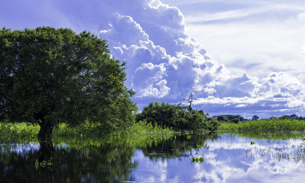 Una vista de el Pantanal en su zona brasileña | FOTO: Filipe Frazao