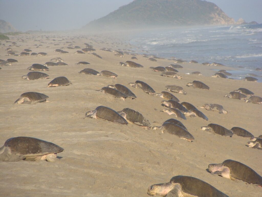 Arribada_de_tortugas_golfinas w commons Eder Omar Campos González