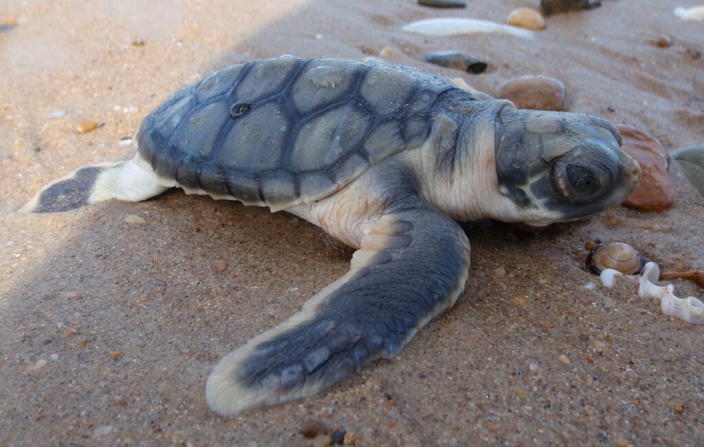 Flatback_hatchling cria de tortuga plana australia w commons https://commons.wikimedia.org/wiki/File:Flatback_hatchling.jpg