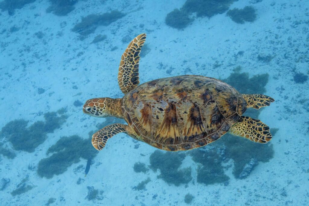 Un ejemplar de tortuga verde foto Wiki Commons via Charles J. Sharp https://commons.wikimedia.org/wiki/File:Green_sea_turtle_%28Chelonia_mydas%29_Moorea.jpg https://www.wikidata.org/wiki/Q54800218
