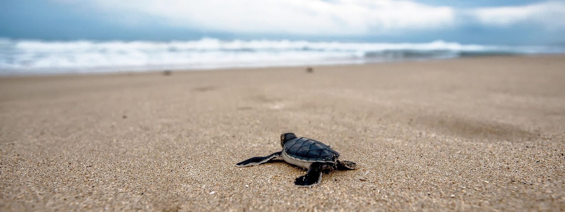 Conoce las siete especies de tortugas marina