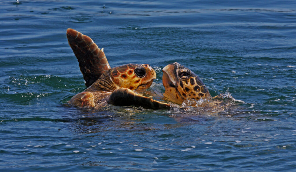 tortuga boba caretta caretta wiki commons Eco cruising
