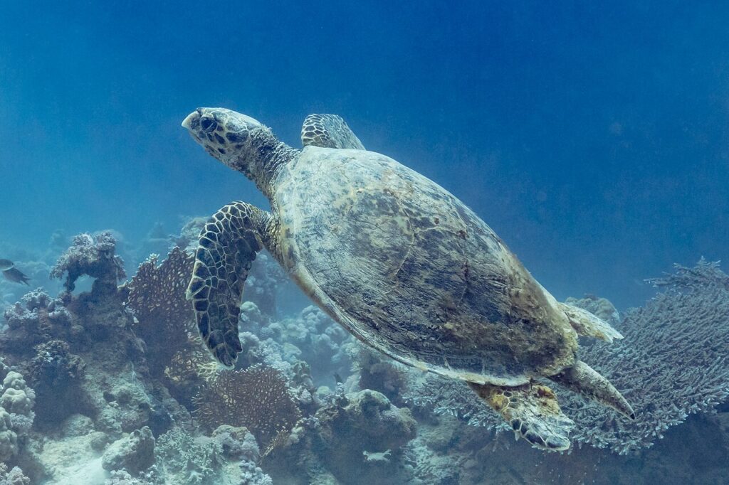 tortuga carey w commons (Eretmochelys_imbricata)