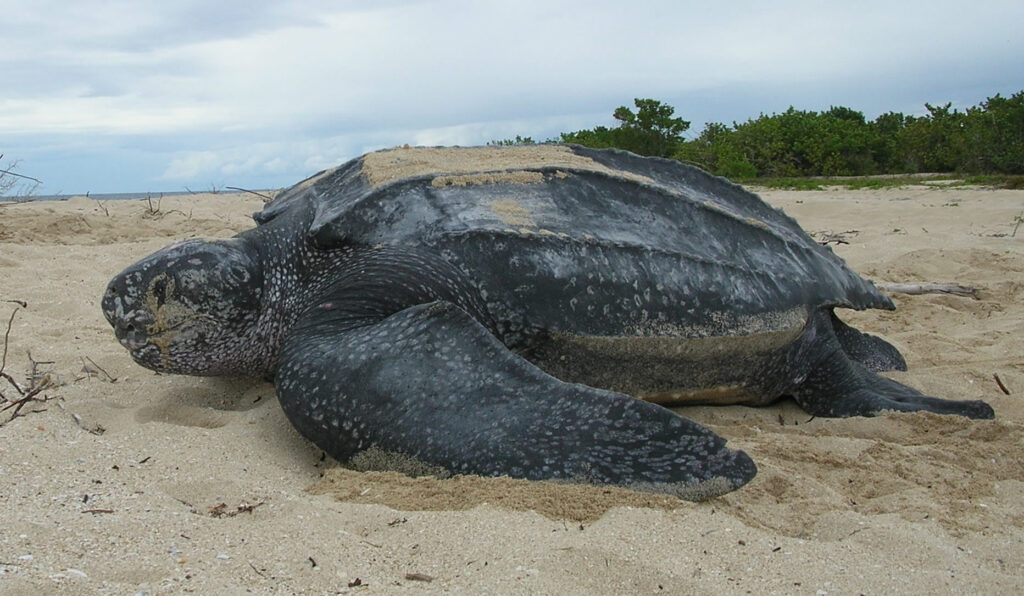 Un ejemplar de tortuga laúd en la playa. | FOTO: Claudia Lombard / Public Domain