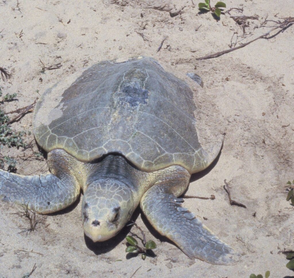 tortuga lora w commons Johntex https://commons.wikimedia.org/wiki/File:Padre_Island_National_Seashore_-_Kemps_Ridley_Sea_Turtle.jpg