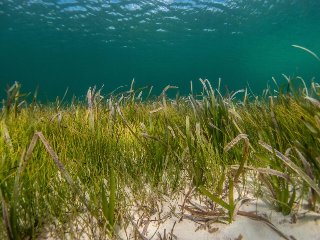 Posidonia pradera marina FOTO: Benjamin l. Jones on Unsplash