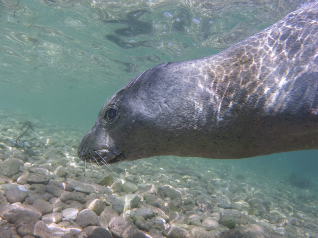foca monje en Croacia Marinko Babić via Wikimedia Commons