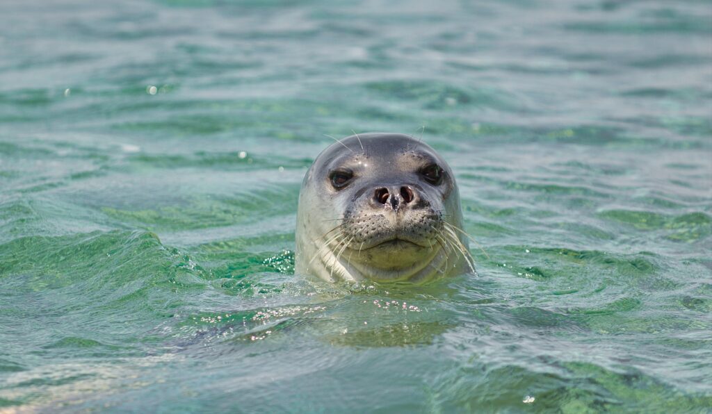 Un ejemplar de foca monje. | FOTO: Vasilis Drosakis via Wikimedia Commons