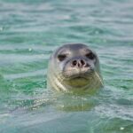 Un ejemplar de foca monje. | FOTO: Vasilis Drosakis via Wikimedia Commons