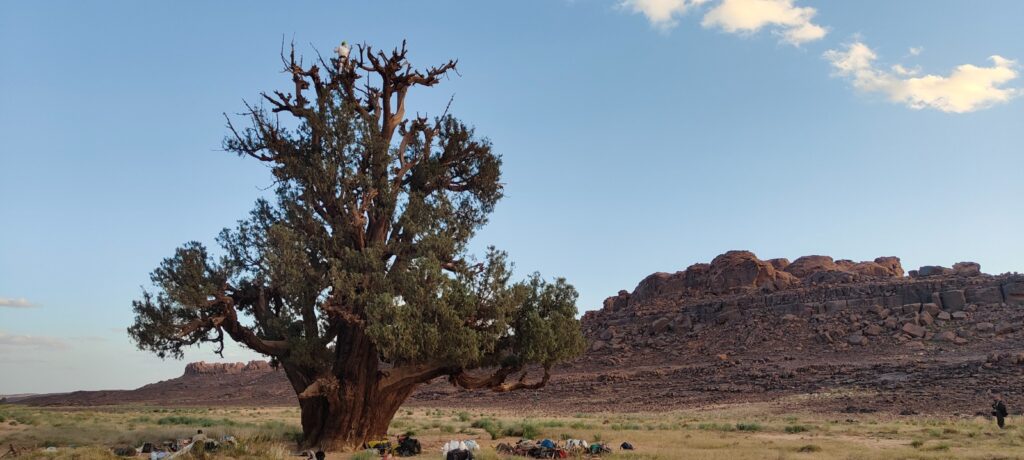 Cupressus dupreziana FOTO bernabé & José Moya