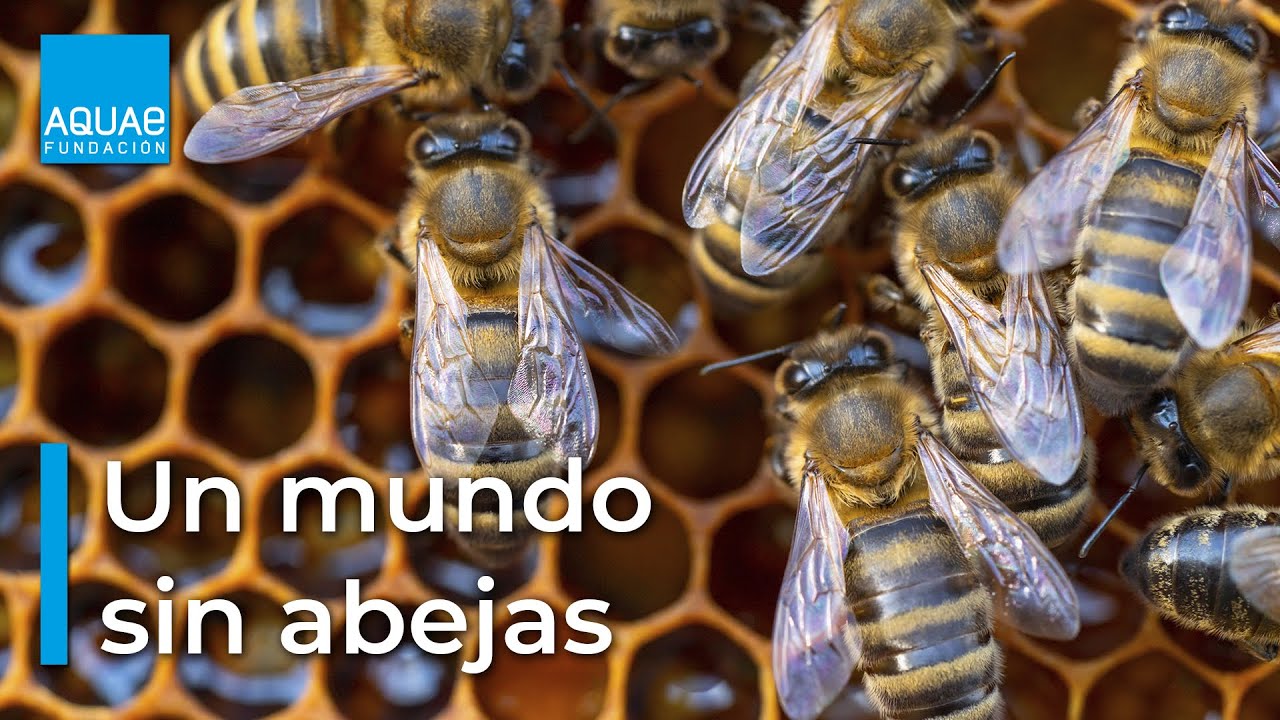 ¿Están las abejas en peligro de extinción? | Fundación Aquae